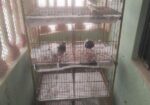 Pegion Cage/ khacha