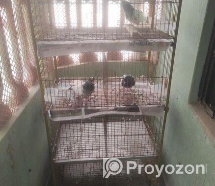 Pegion Cage/ khacha