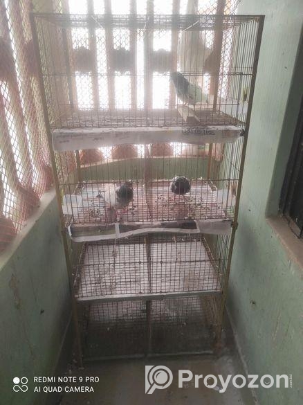 Pegion Cage/ khacha
