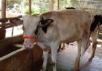 বাজিগার পাখিটি বিক্রি হবে