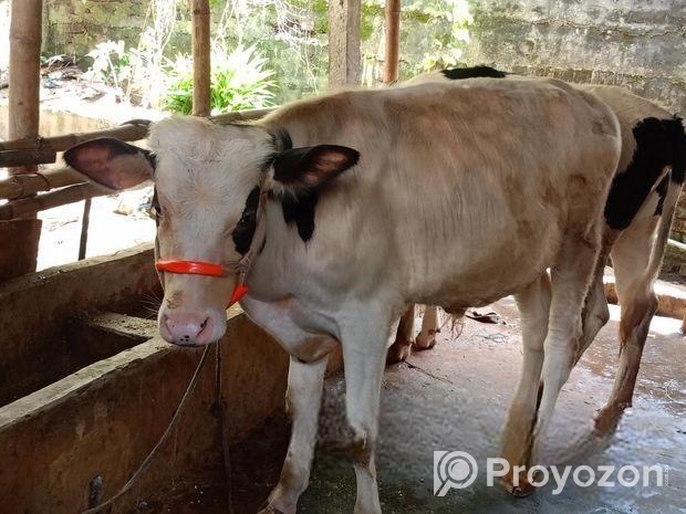 বাজিগার পাখিটি বিক্রি হবে