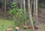 দেশি হাঁস (পাতিহাস)