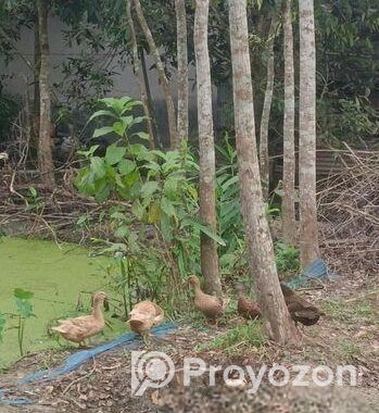 দেশি হাঁস (পাতিহাস)