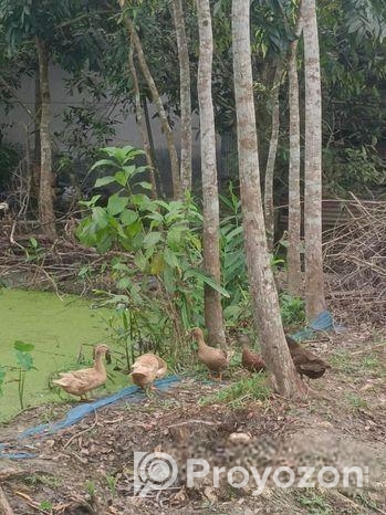 দেশি হাঁস (পাতিহাস)