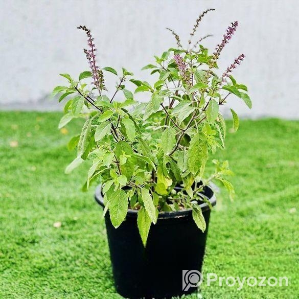 তুলসী গাছ বিক্রয় চলছে!