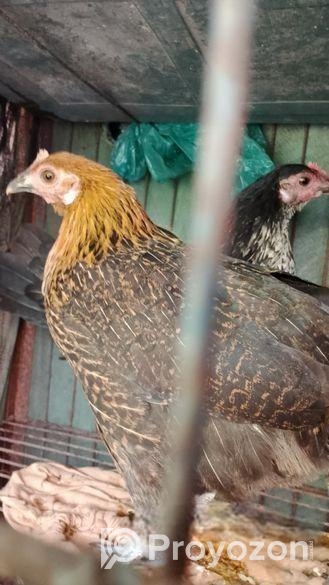 দেশি মুরগি বিক্রি হবে