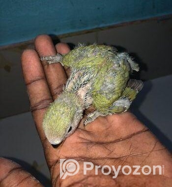 LOVEBIRD SELL