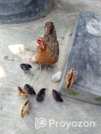 দেশি মুরগি