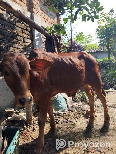 আরিয়া গরু