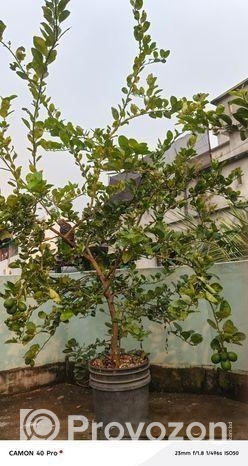 ছাদে লাগানোর জন্য কিছু ফলের গাছ বিক্রি