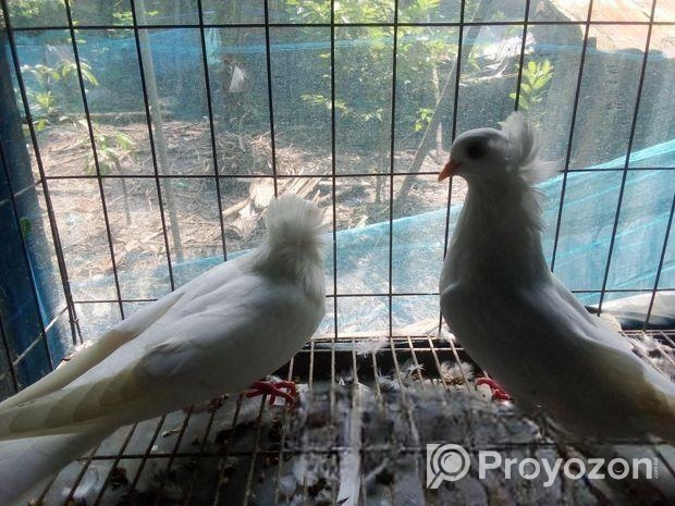 আমেরিকান সাদা বোম্বাই কবুতর