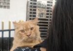 Pure Persian Cat Doll Face