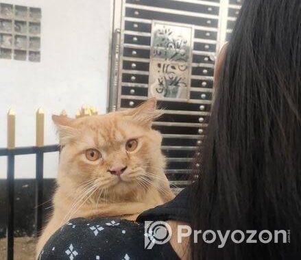 Pure Persian Cat Doll Face