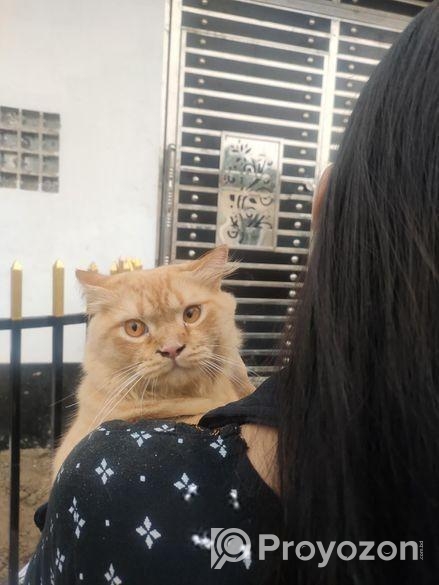 Pure Persian Cat Doll Face