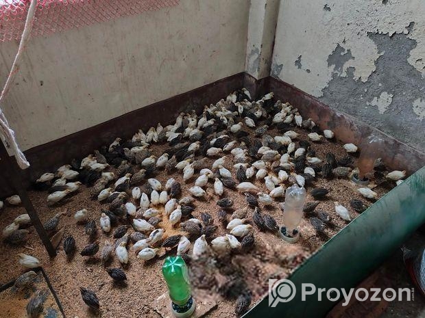 কোয়েল পাখি