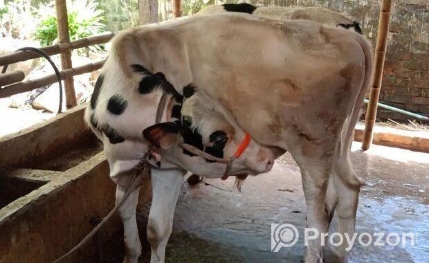 বাজিগার পাখিটি বিক্রি হবে