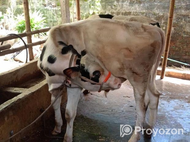 বাজিগার পাখিটি বিক্রি হবে