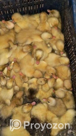 এক দিন বয়সের সুন্দর হাঁসের বাচ্চা বিক্রয়