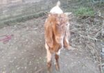 পাকিস্তানের পাঠা ছাগল