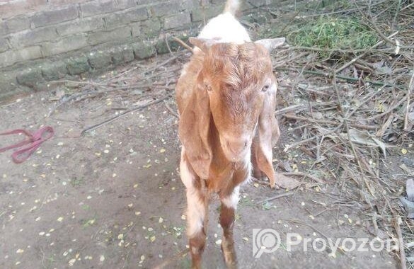 পাকিস্তানের পাঠা ছাগল