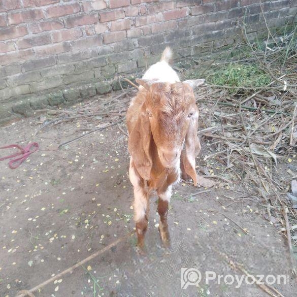 পাকিস্তানের পাঠা ছাগল