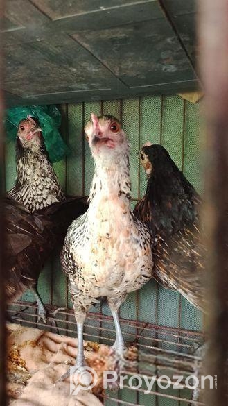 দেশি মুরগি বিক্রি হবে