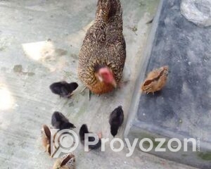 fitted-74_2025-10-19_11-35-12