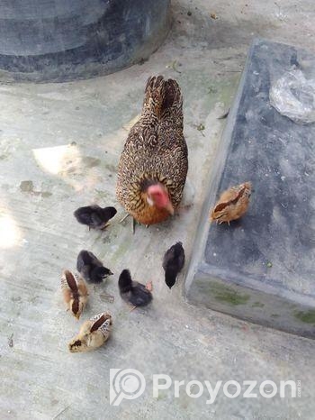 দেশি মুরগি