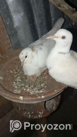 পাখি ডিম সহ