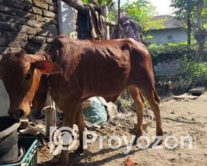 fitted-74_2025-10-28_11-48-35