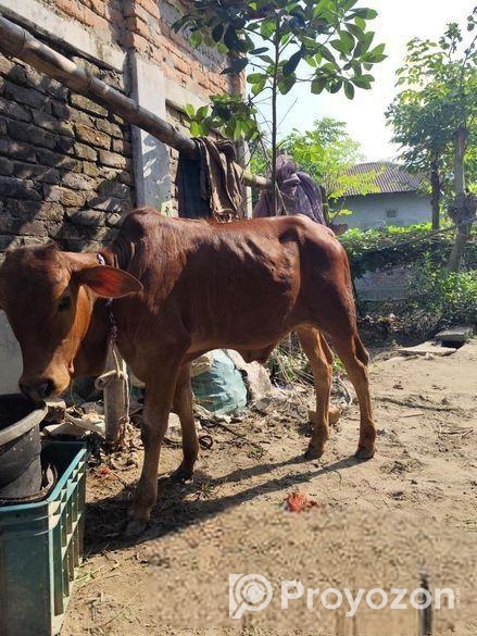 আরিয়া গরু