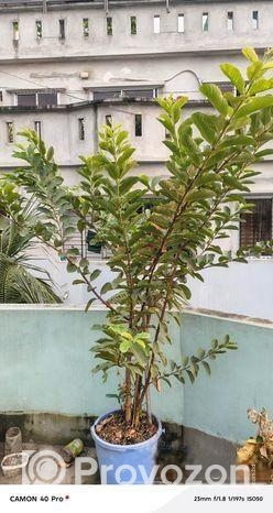 ছাদে লাগানোর জন্য কিছু ফলের গাছ বিক্রি