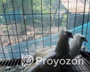 fitted-74_2025-10-30_10-56-36