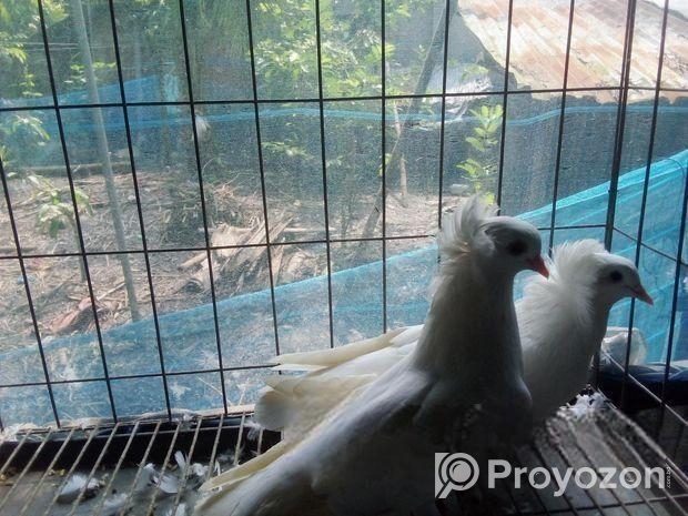 আমেরিকান সাদা বোম্বাই কবুতর