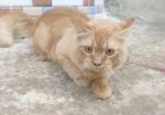 Pure Persian Cat Doll Face