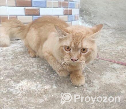 Pure Persian Cat Doll Face