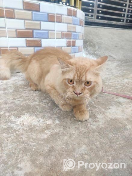 Pure Persian Cat Doll Face