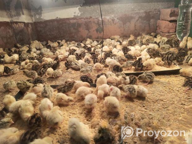 কোয়েল পাখি