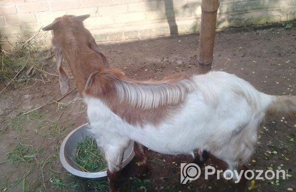 পাকিস্তানের পাঠা ছাগল