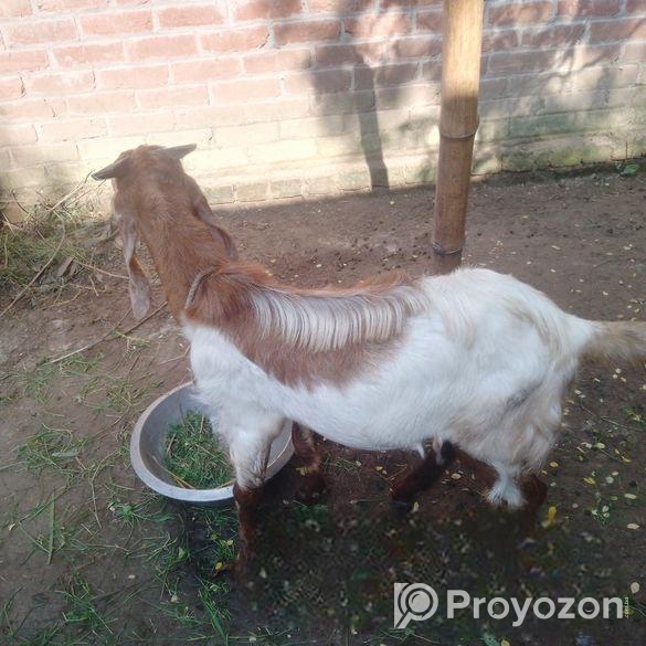 পাকিস্তানের পাঠা ছাগল