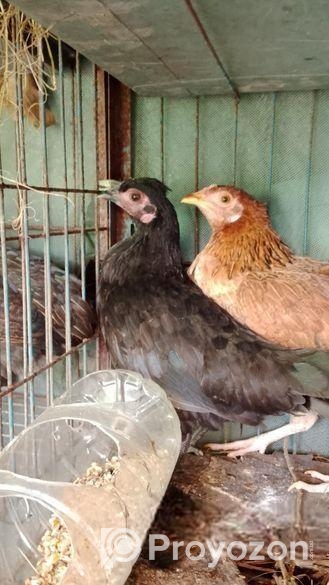 দেশি মুরগি বিক্রি হবে