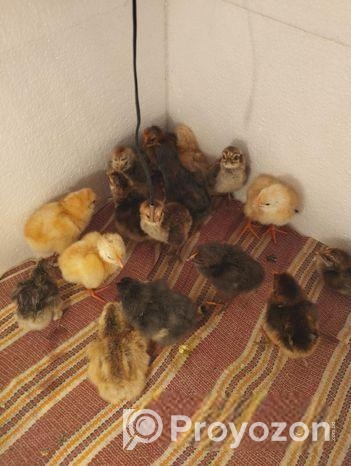 ফাওমি ও টাইগার মুরগির বাচ্চা