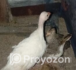 fitted-75_2025-10-23_10-43-58