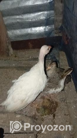 পাখি ডিম সহ