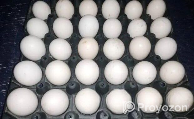 দেশি মুরগির ডিম