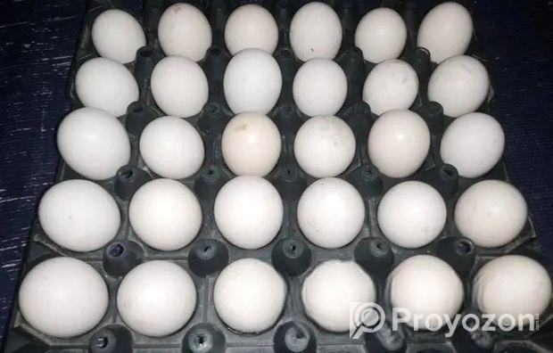 দেশি মুরগির ডিম