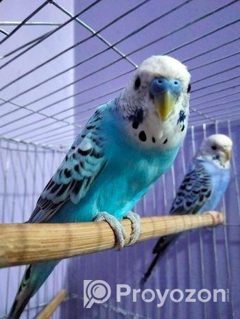 বাজিগার পাখি