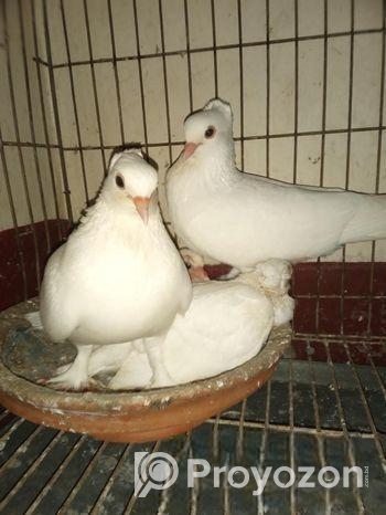 কবুতর বিক্রি হবে