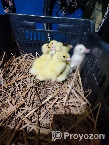 চিনা হাঁস