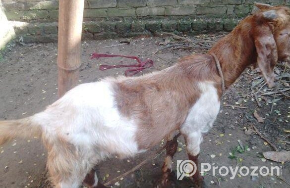 পাকিস্তানের পাঠা ছাগল